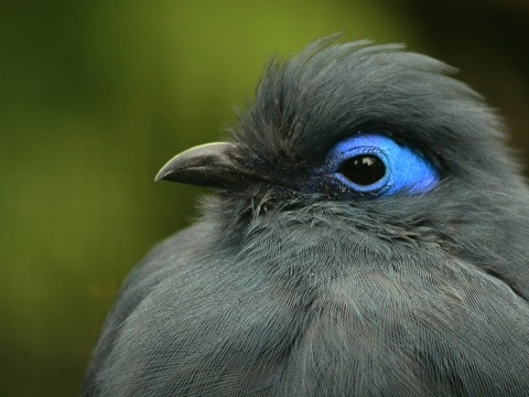 Blue Coua
