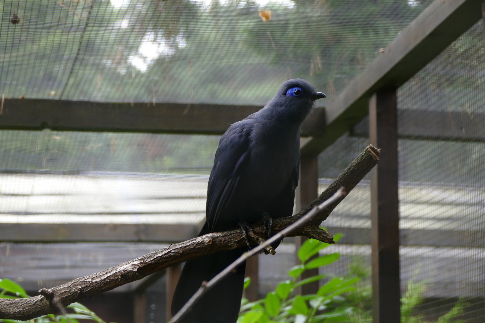 Blue Coua