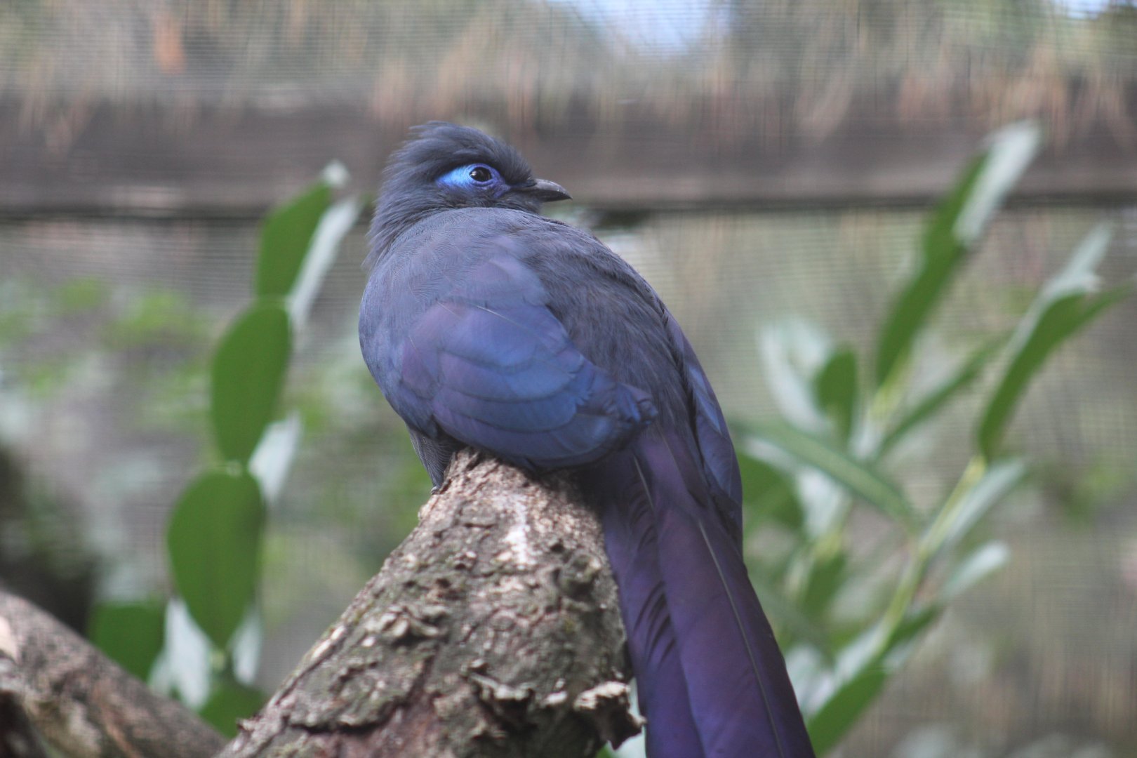 Blue Coua