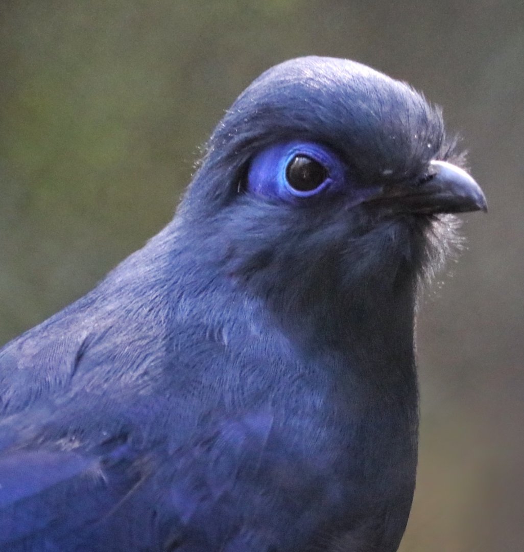 Blue Coua