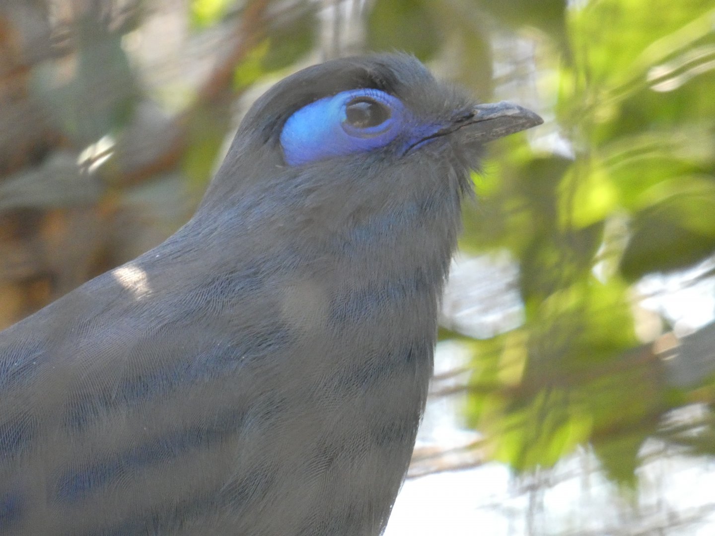 Blue Coua