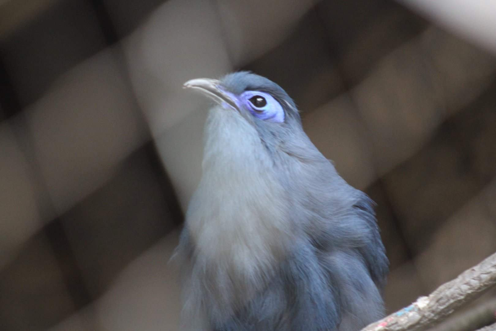 Blue Coua