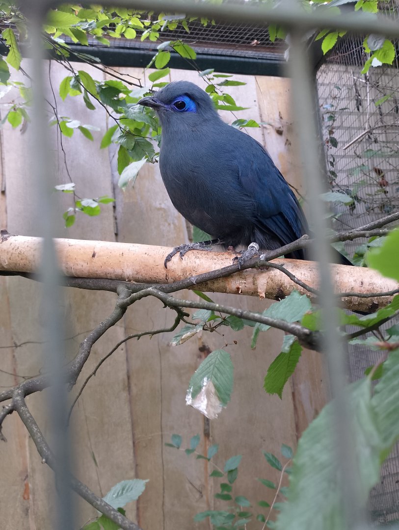 Blue coua