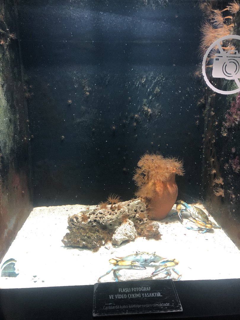 Blue Crab tank at Aqua Vega