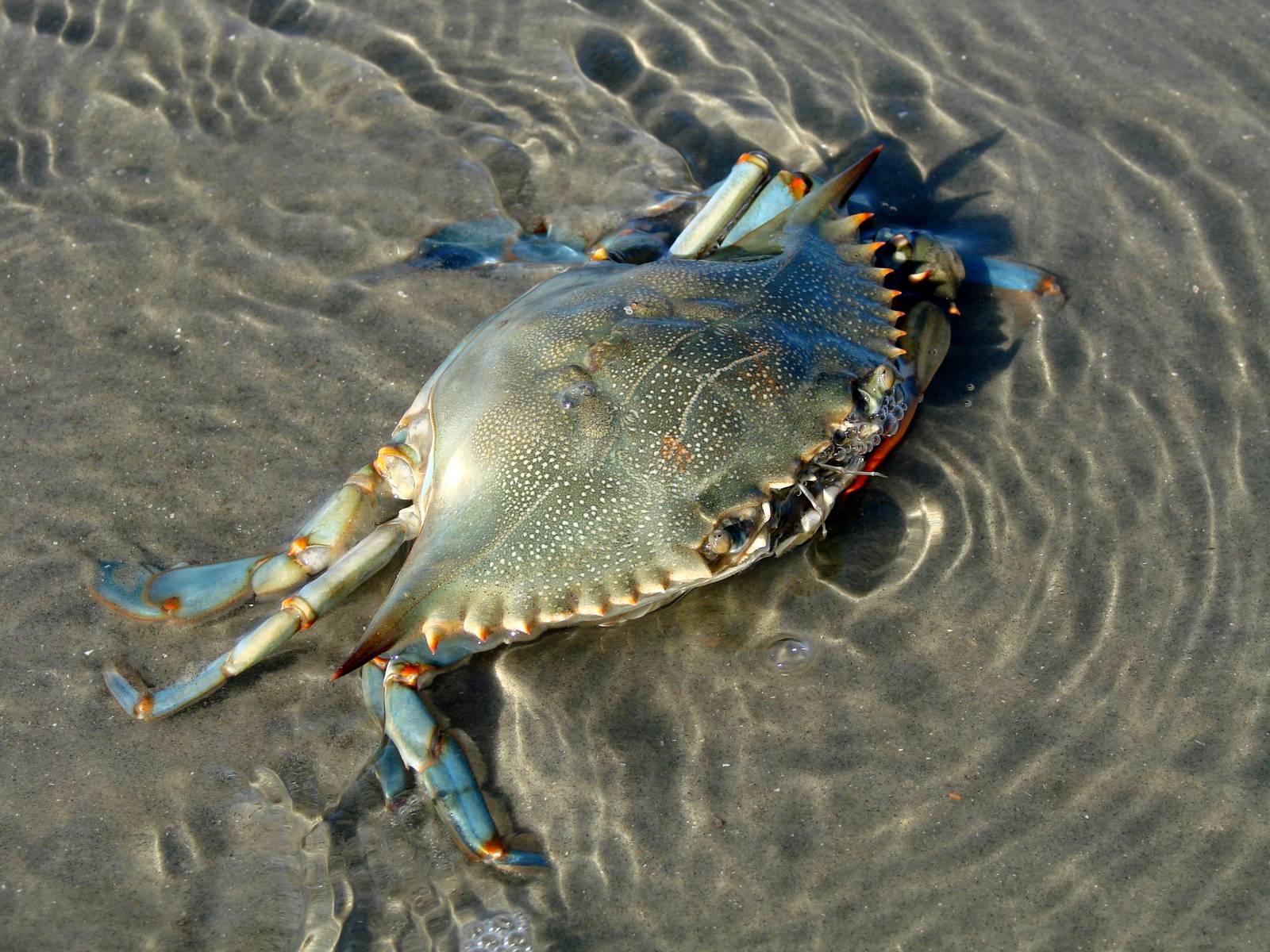 Blue Crab
