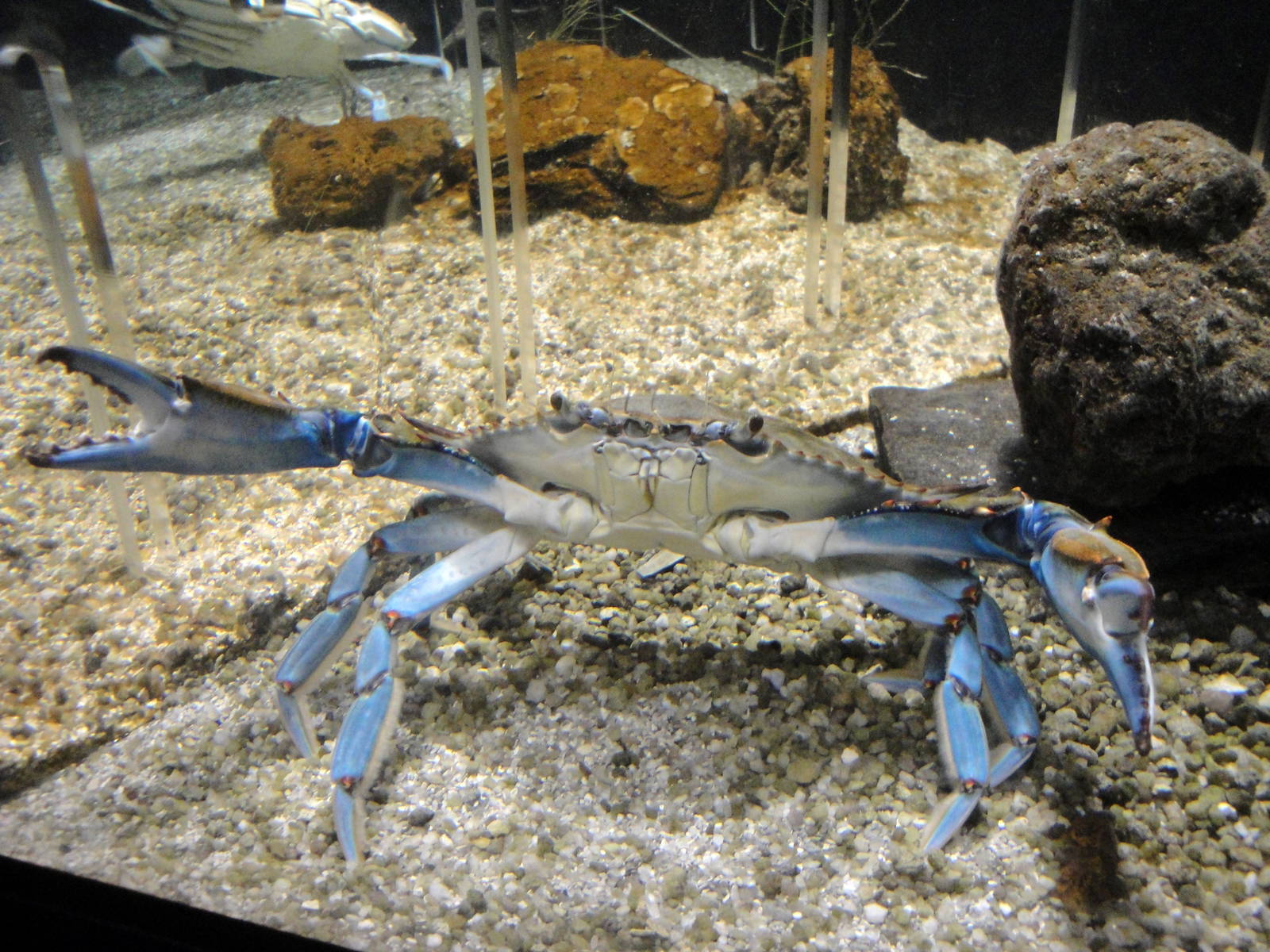 Blue Crab