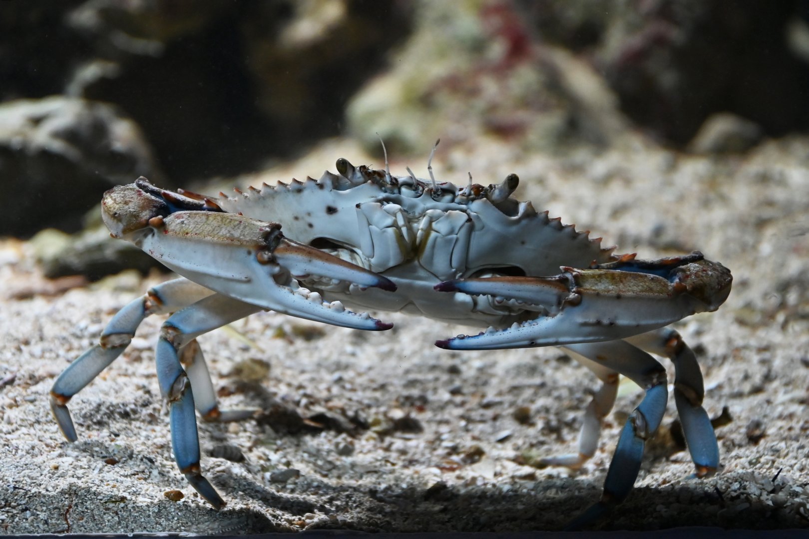 Blue crab