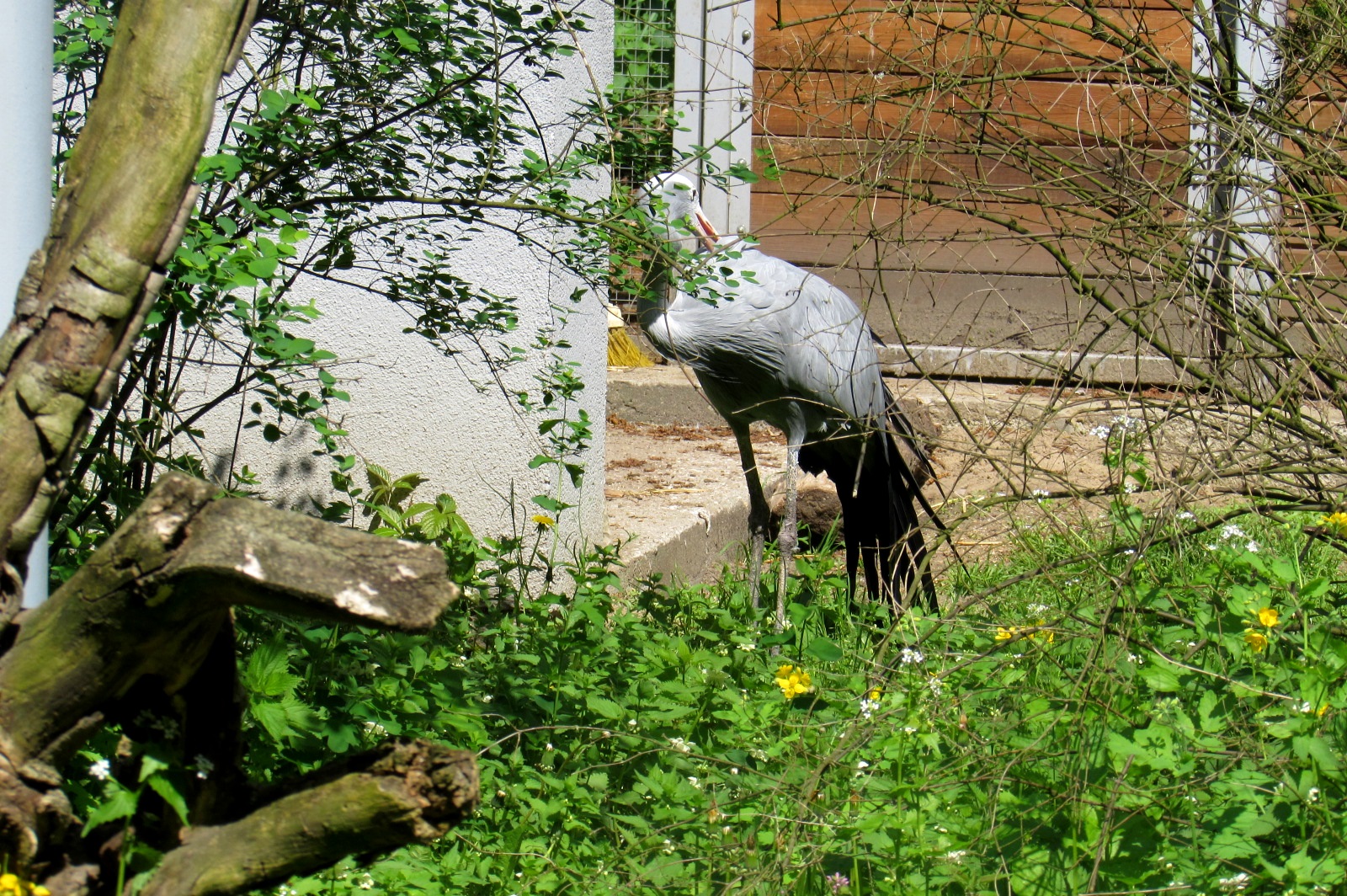 Blue Crane - 05/2015