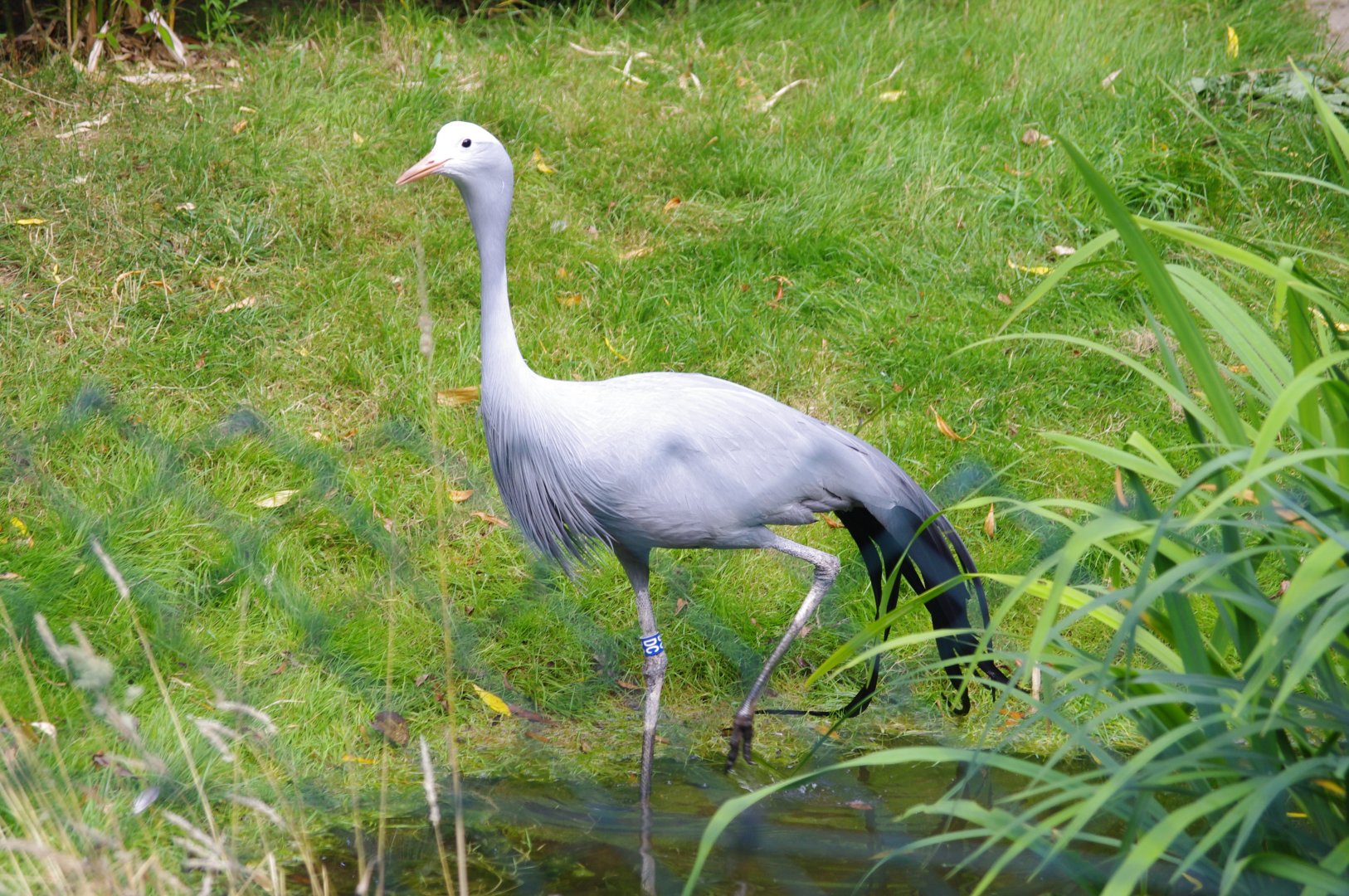 Blue Crane- 2/8/2024