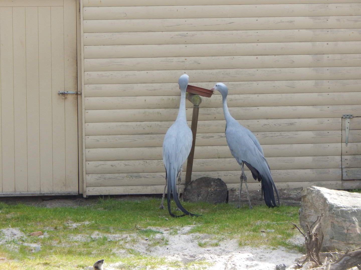 Blue crane 200922