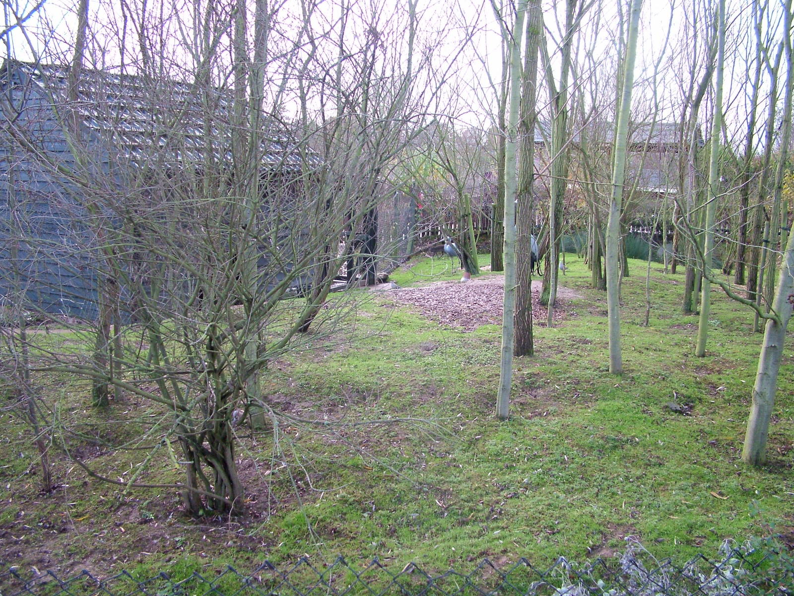 Blue Crane and Blue Duiker mixed exhibit at Colchester 29/11/09
