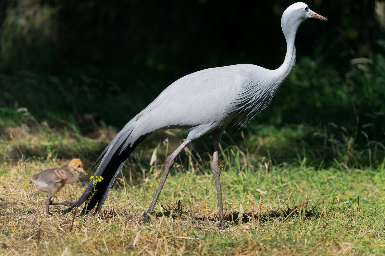 Blue crane and chick, ZSL Whipsnade, UK