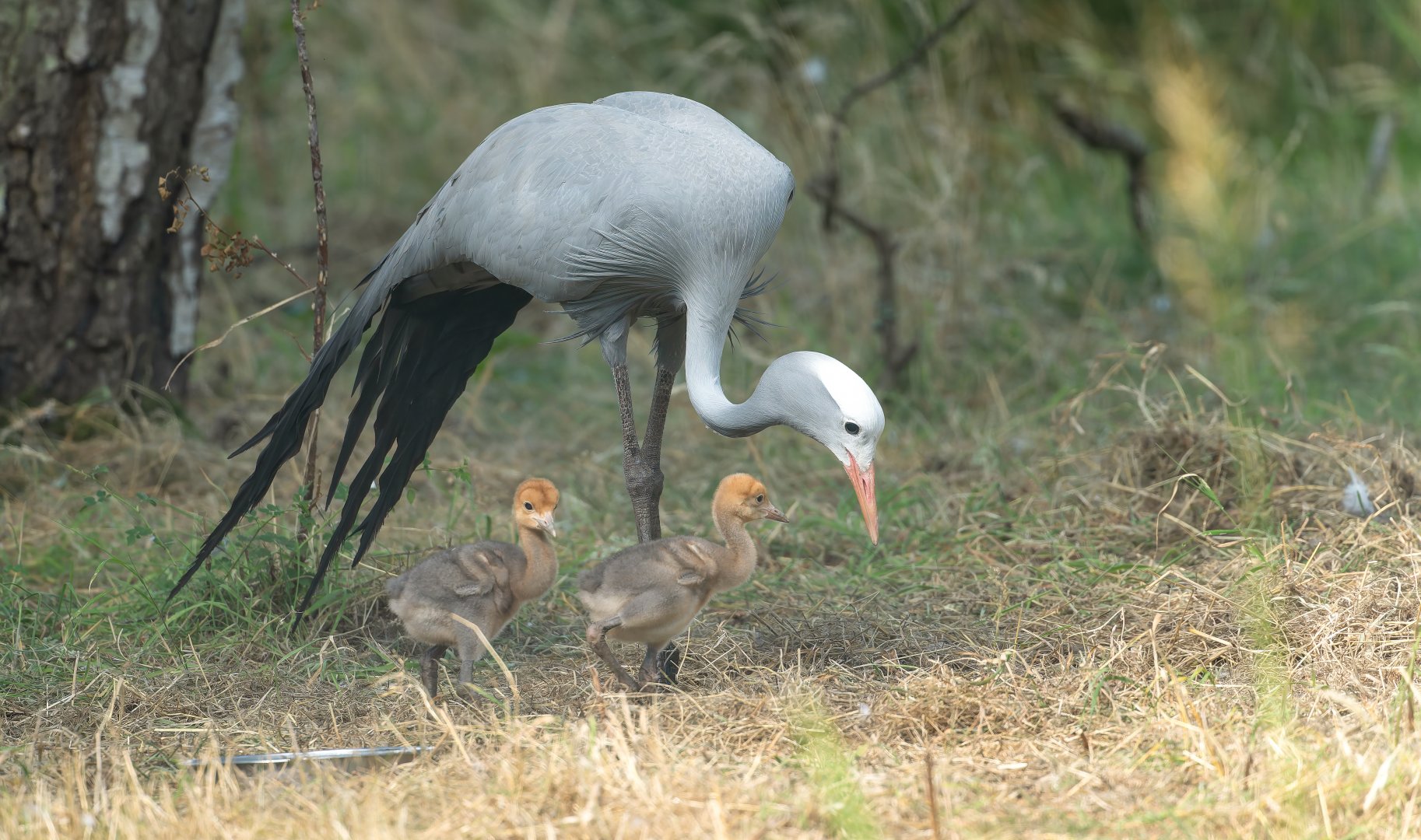 Blue crane and chicks, ZSL Whipsnade, UK