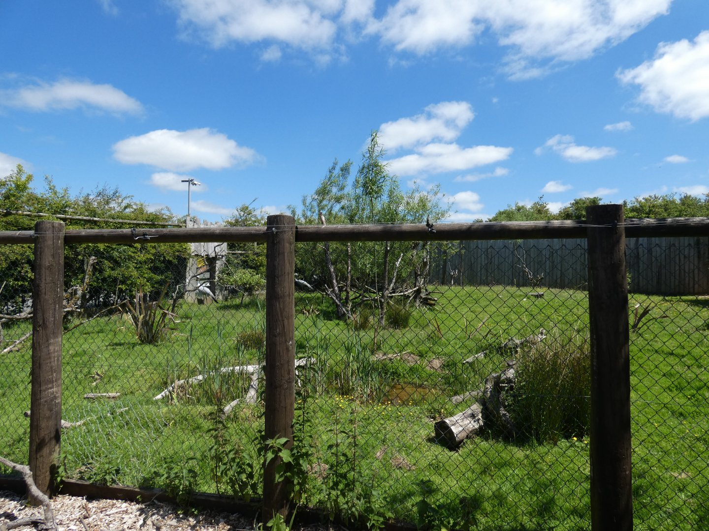 Blue crane and Kirk's dik-dik enclosure