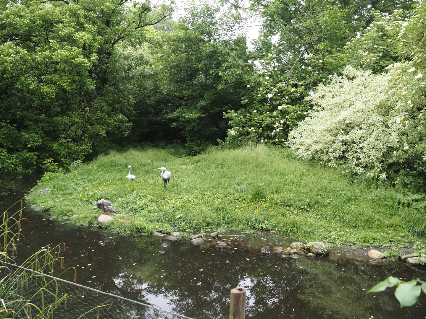 Blue crane and Magellanic steamer duck exhibit, 2024-05-21