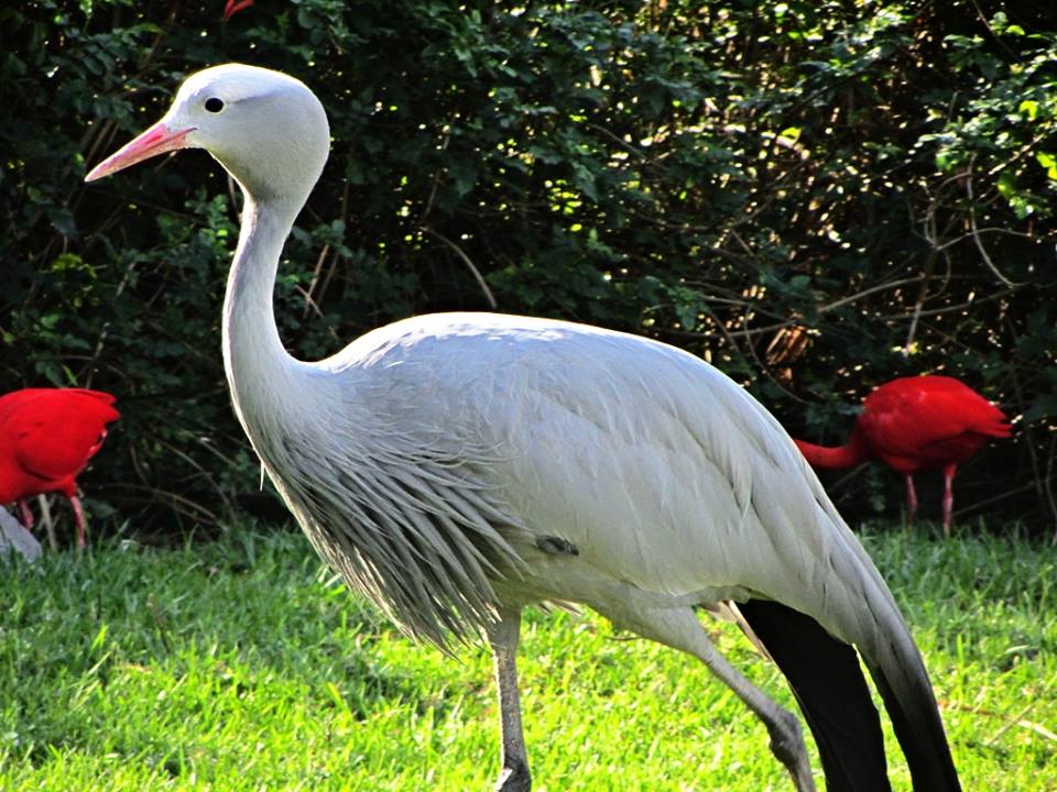 Blue Crane and Scarlet Ibises