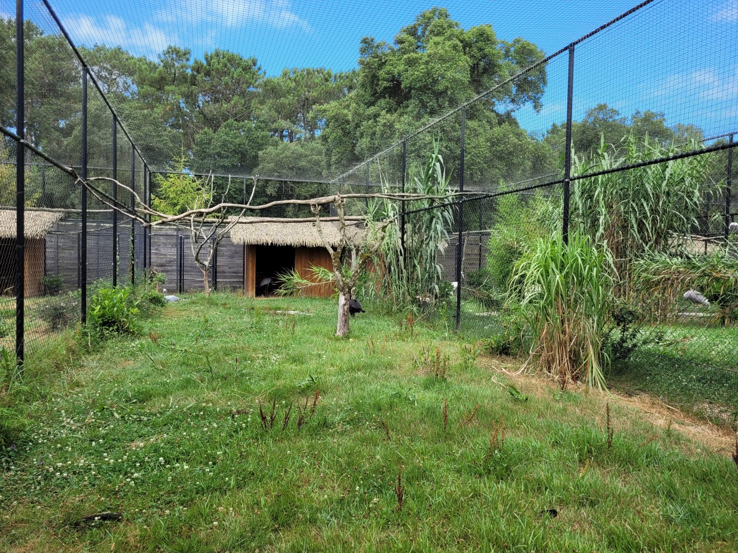Blue crane and Southern ground hornbill exhibit -Zoo de Labenne (2024)