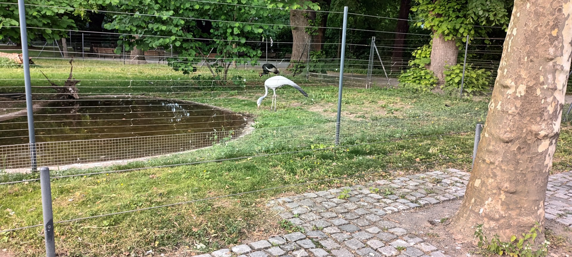 Blue Crane and west african crowned Crane Enclosure