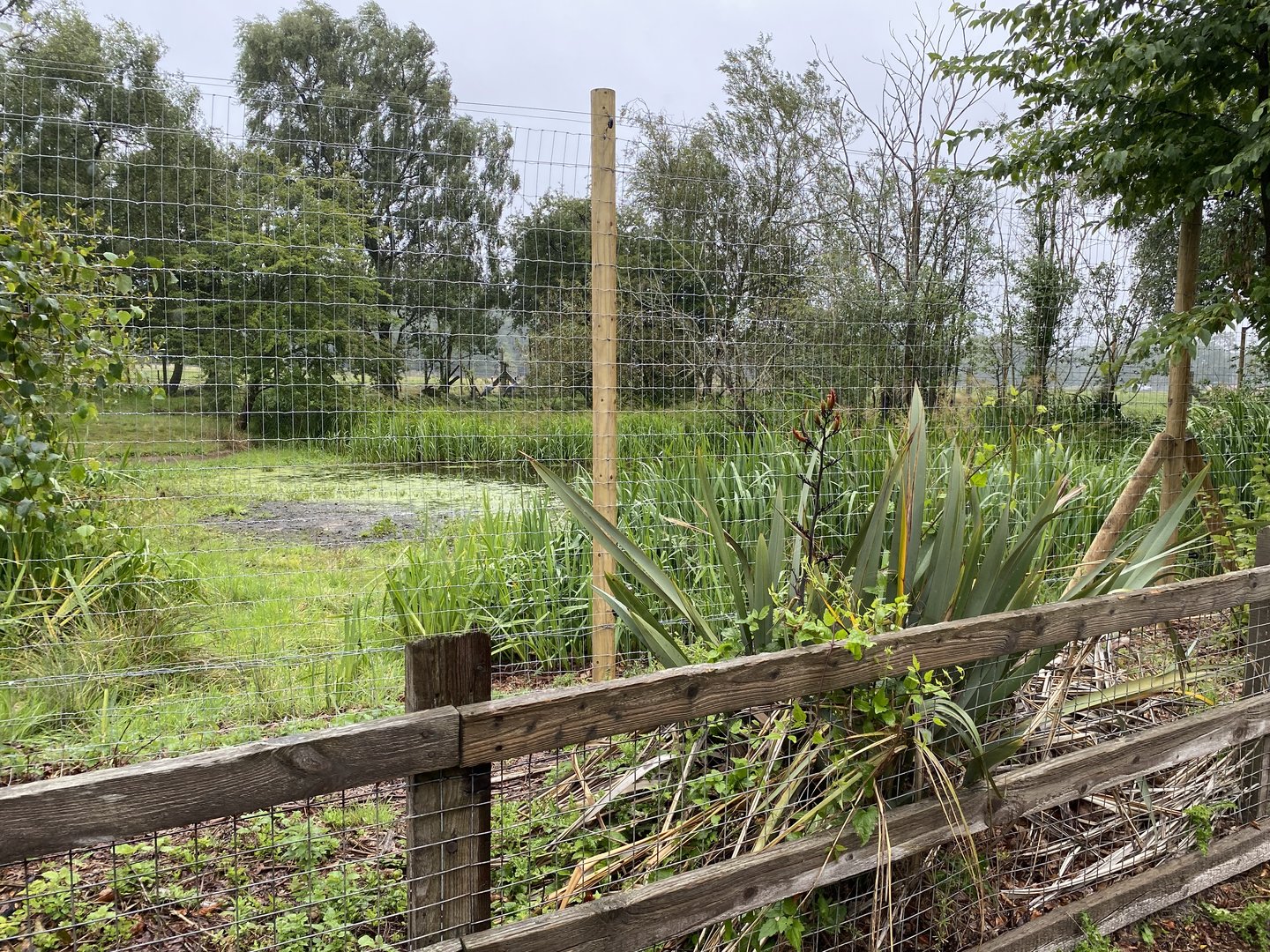Blue crane and white stork enclosure close up