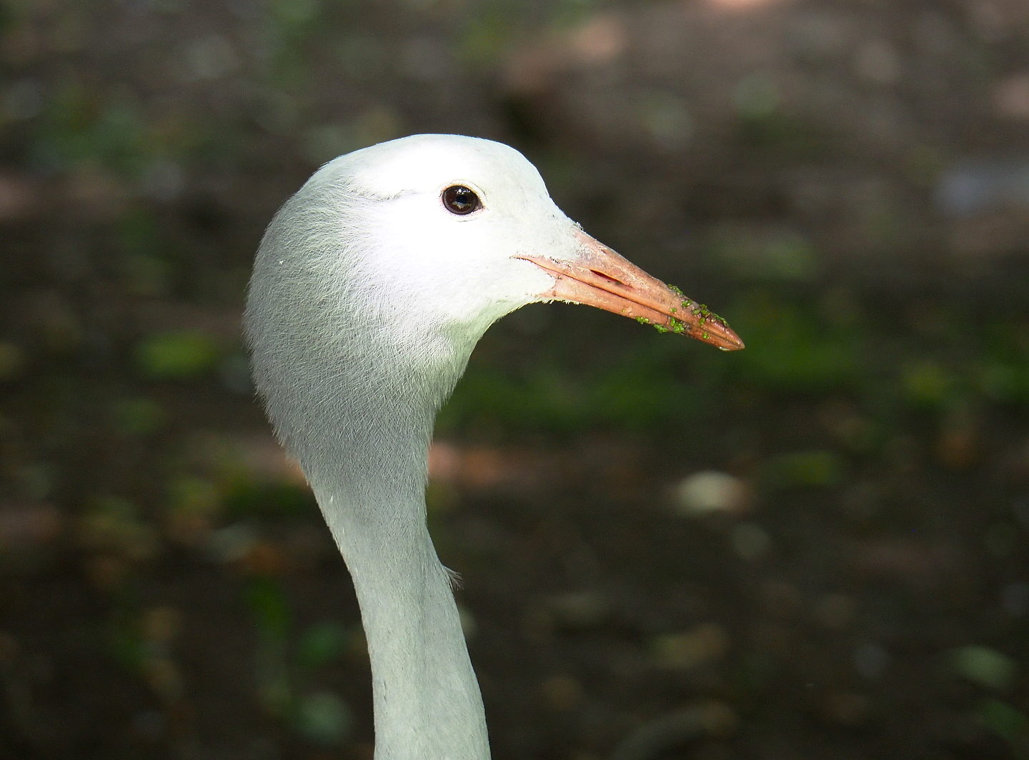 Blue crane (Anthropoides paradisea), 2021-06-15