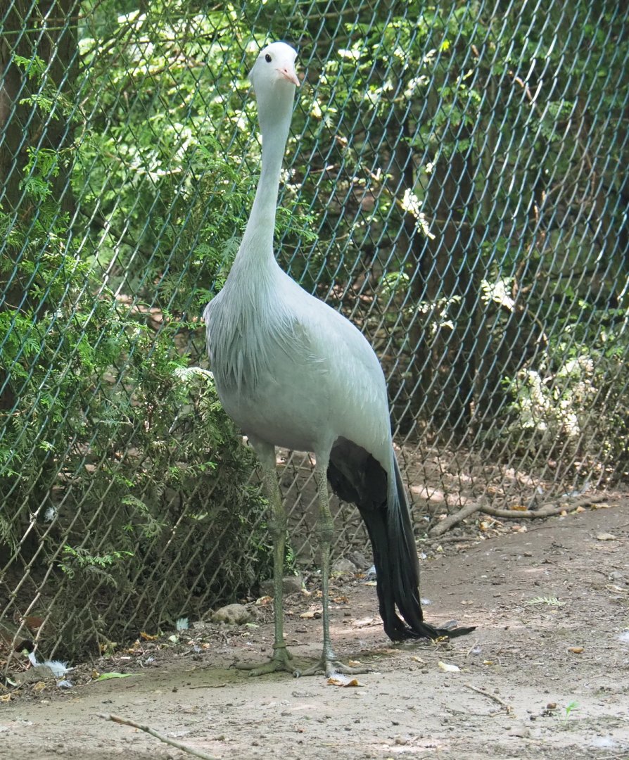 Blue crane (Anthropoides paradisea), 2021-06-15