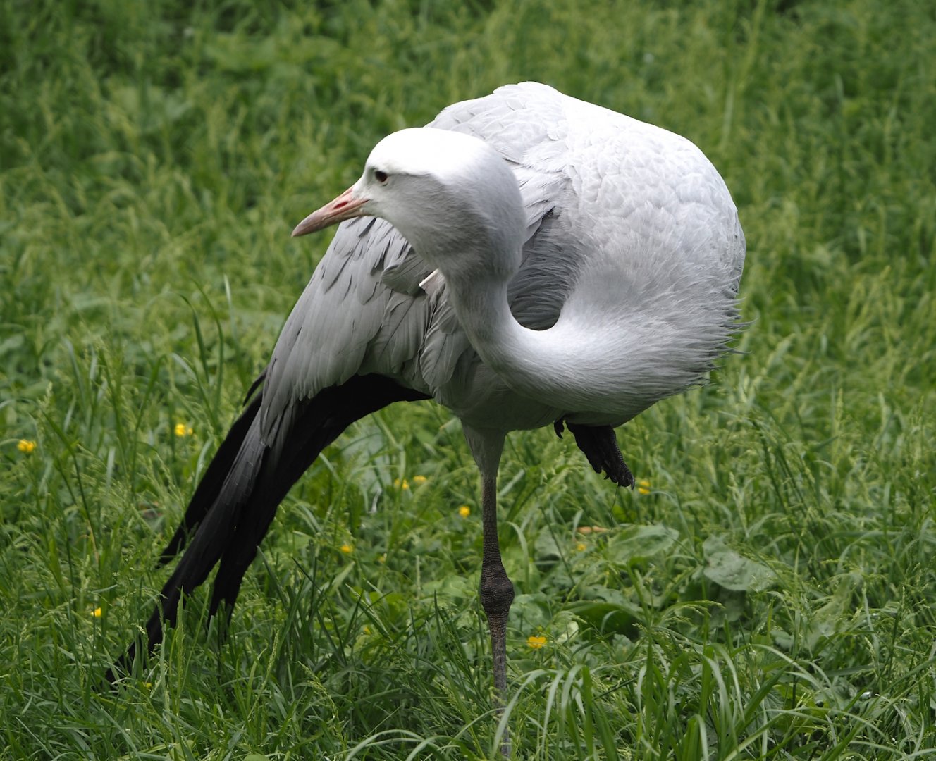 Blue crane (Anthropoides paradisea), 2024-05-21