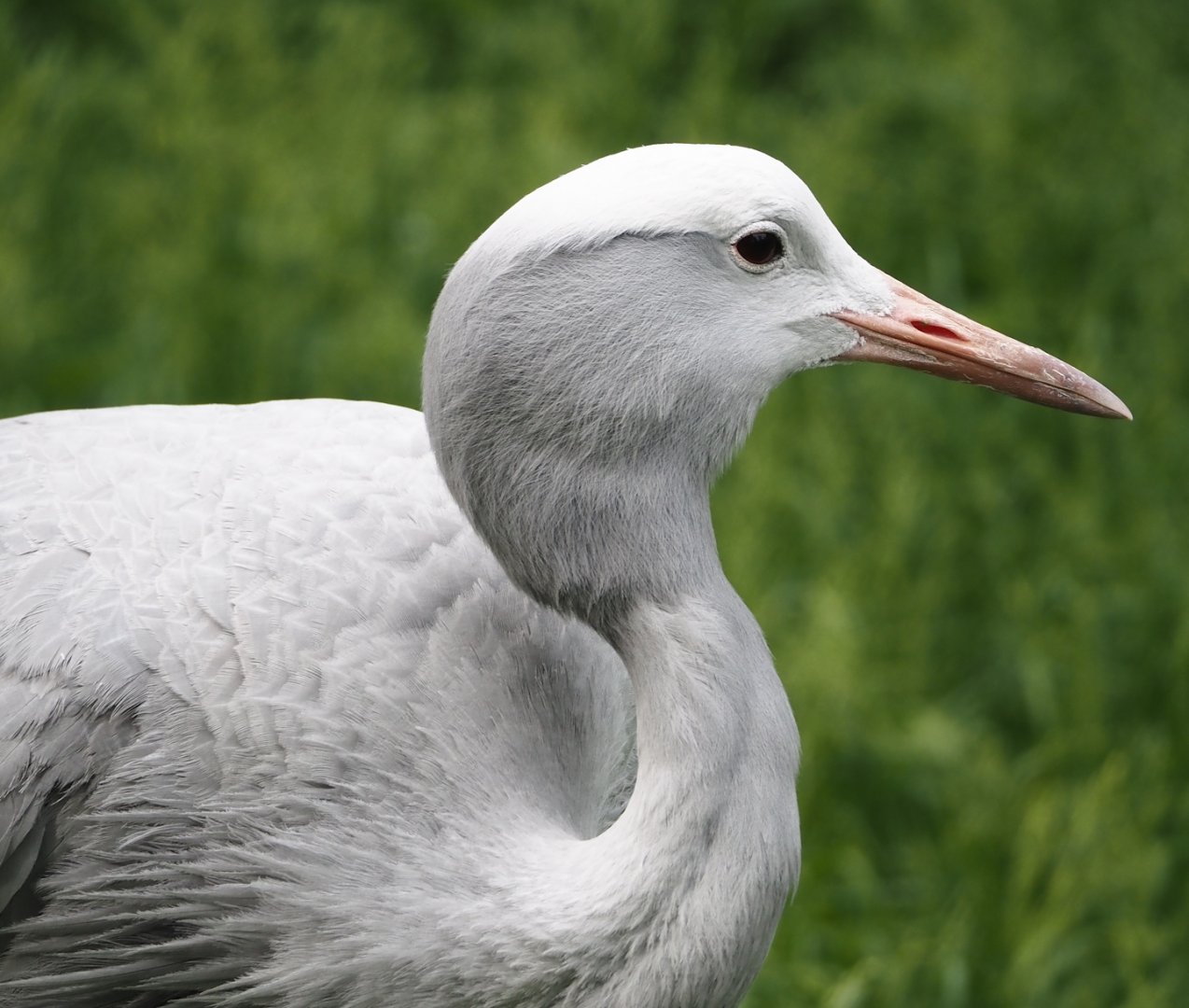 Blue crane (Anthropoides paradisea), 2024-05-21