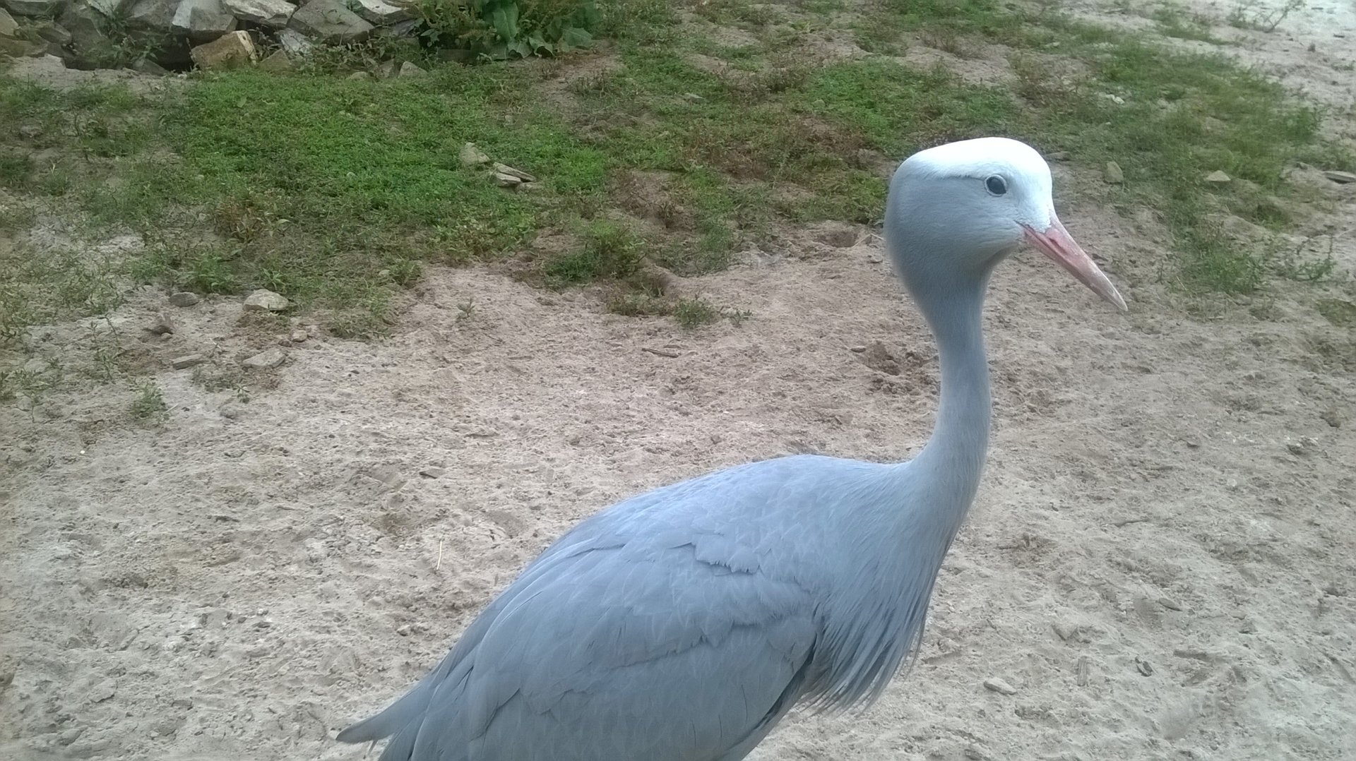 Blue crane (Anthropoides paradiseus) in Meerkat Savannah