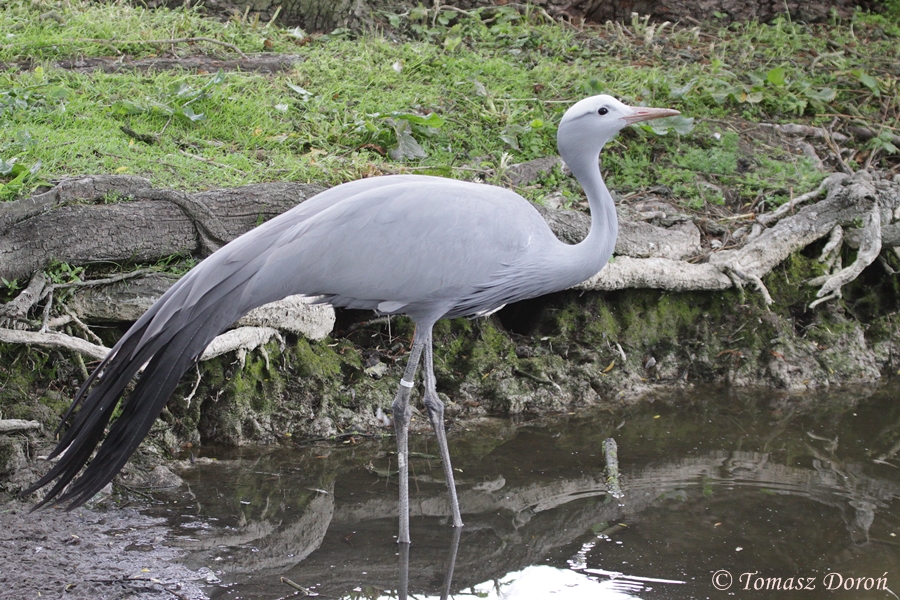 Blue Crane (Anthropoides paradiseus)