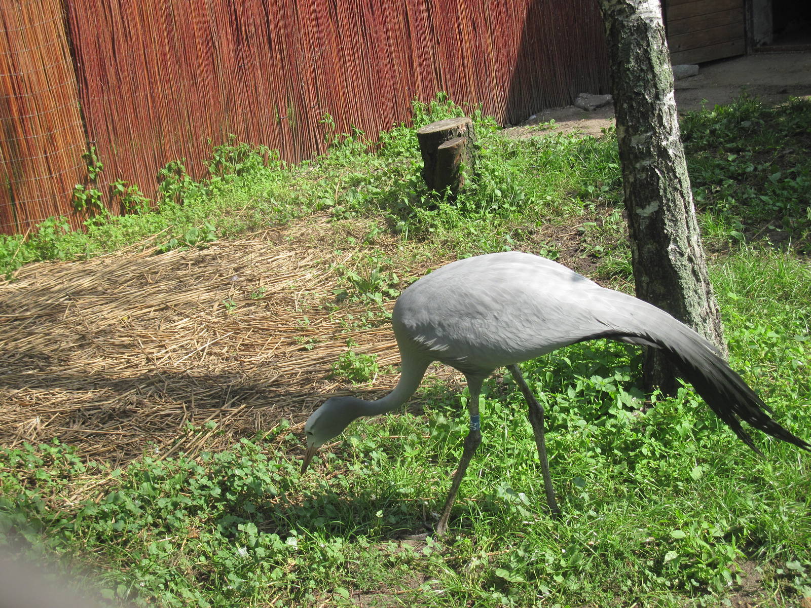 Blue crane (Anthropoides paradiseus)