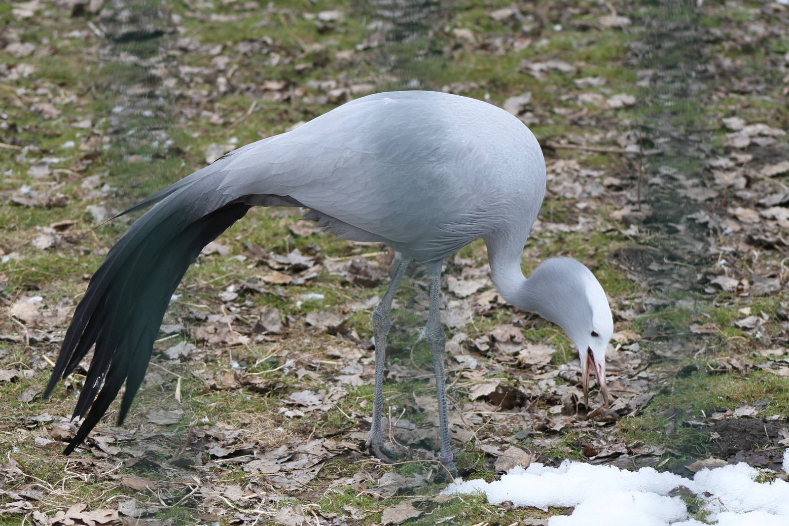 Blue Crane (Anthropoides paradiseus)