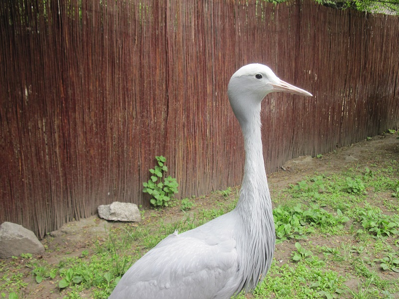 Blue crane (Anthropoides paradiseus)