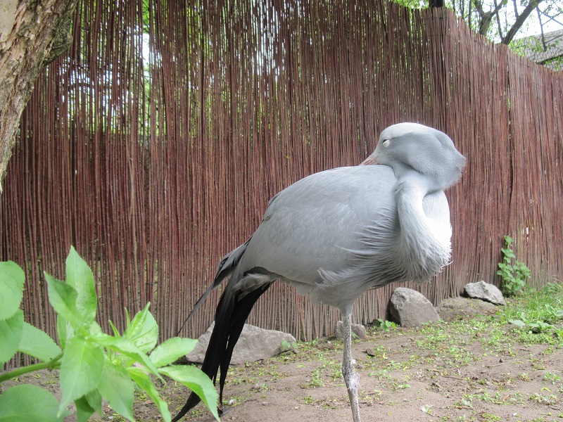 Blue crane (Anthropoides paradiseus)