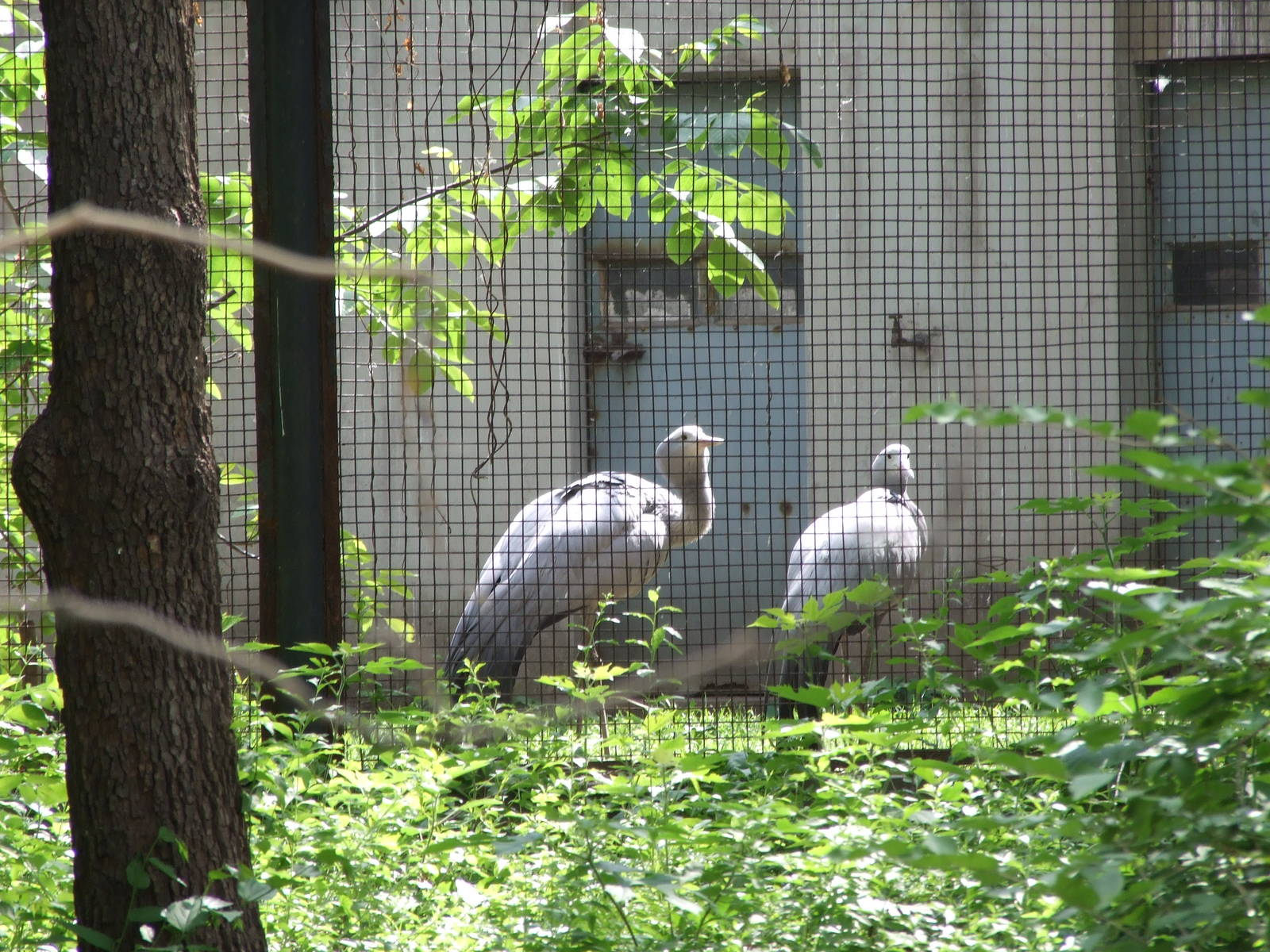 blue crane (Anthropoides paradiseus)