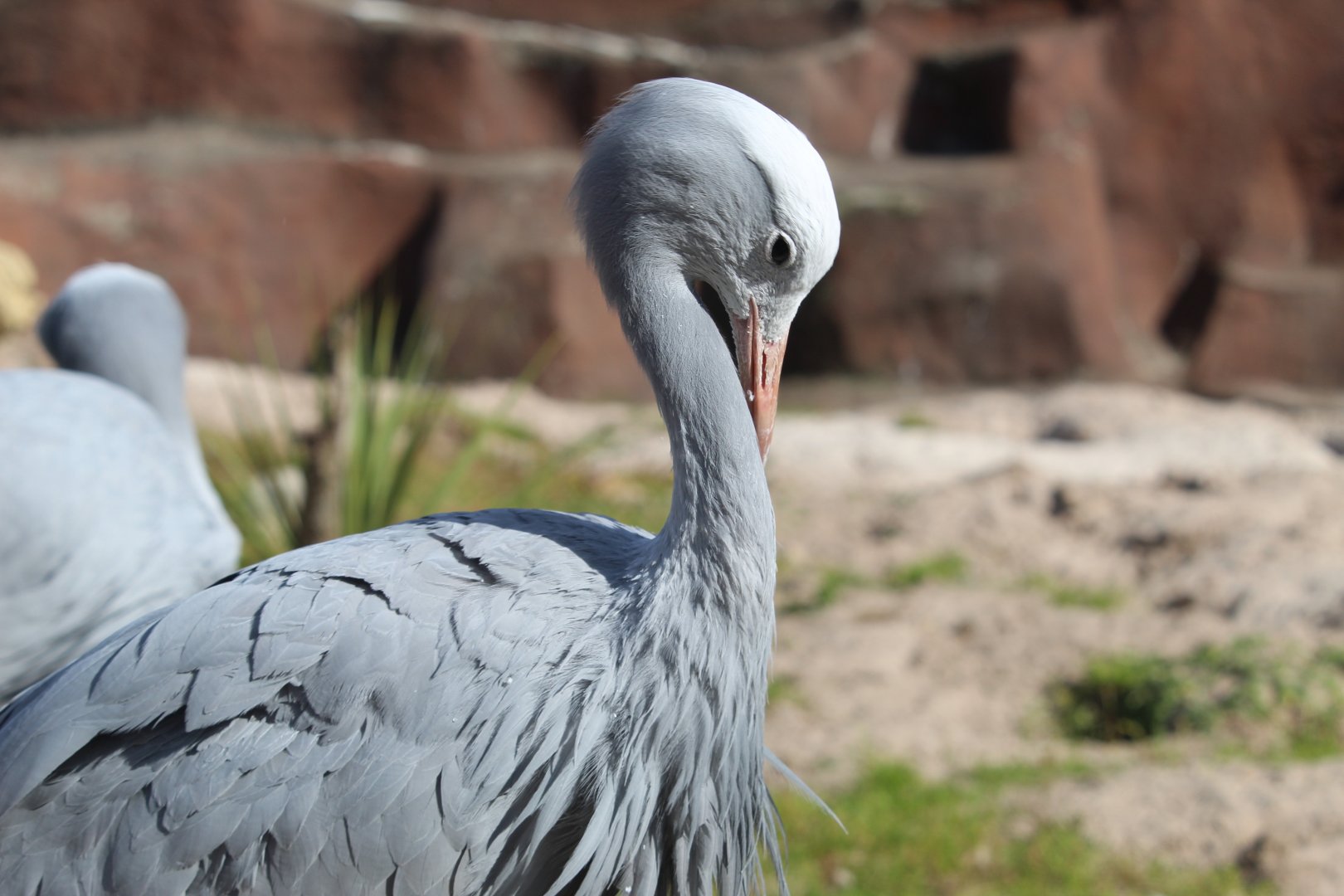 Blue crane (Anthropoides paradiseus)