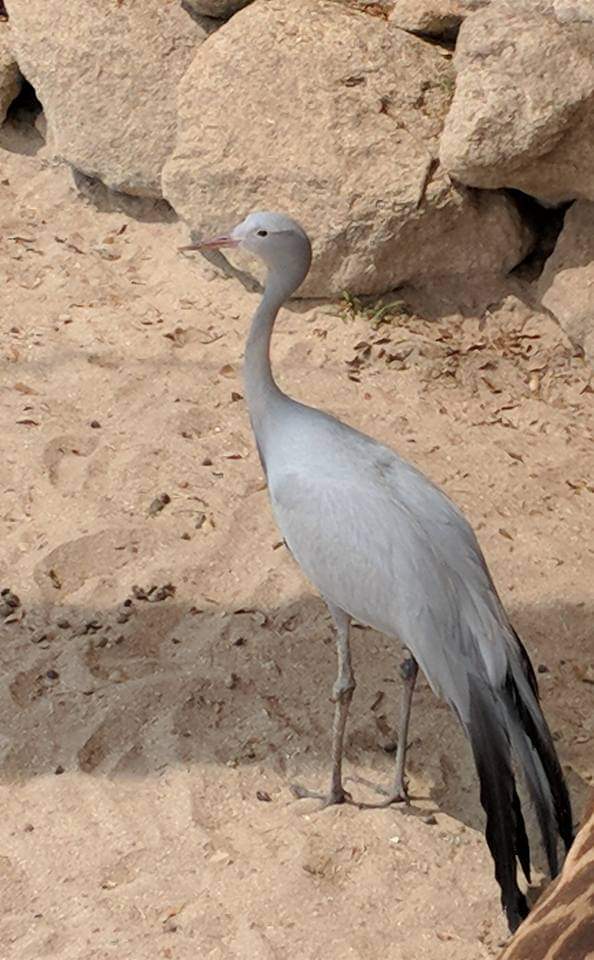 Blue crane (Anthropoides paradiseus)