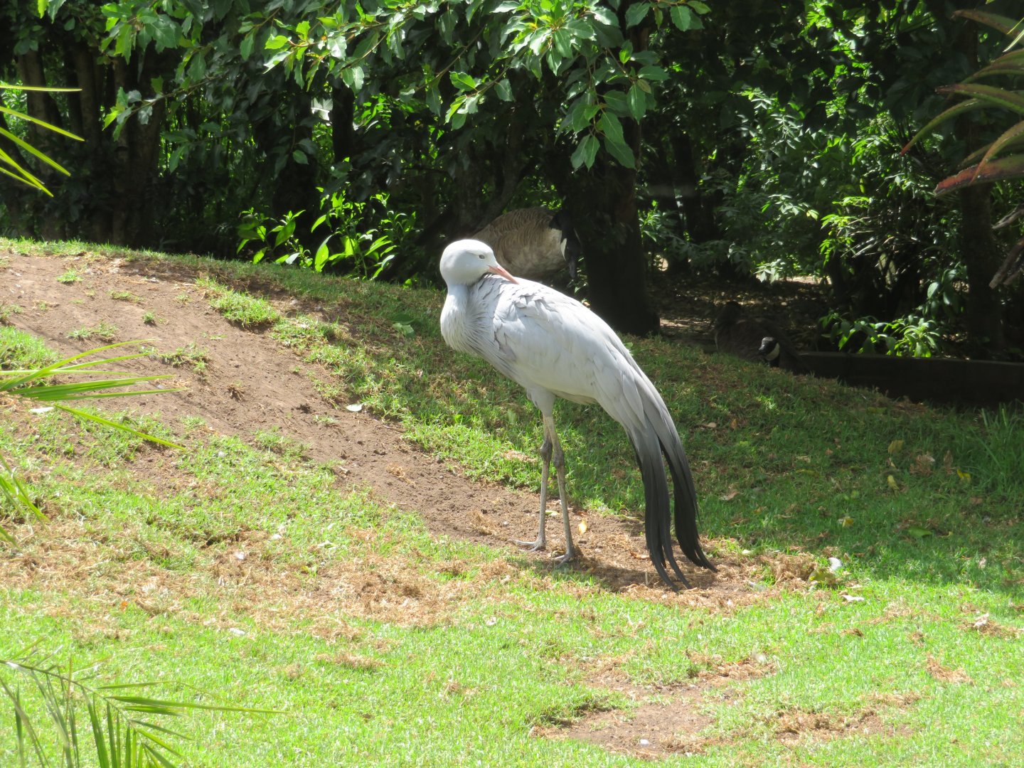Blue Crane (Anthropoides paradiseus)