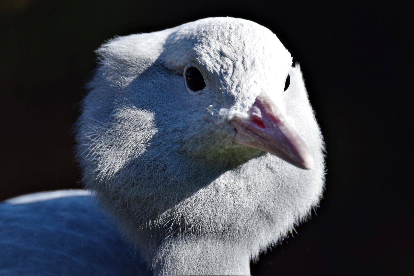 Blue Crane (Anthropoides paradiseus)