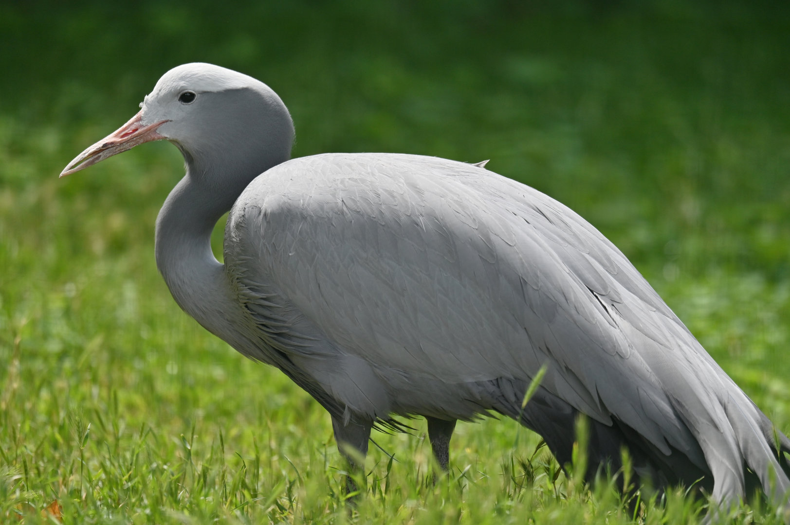 Blue Crane Anthropoides paradiseus
