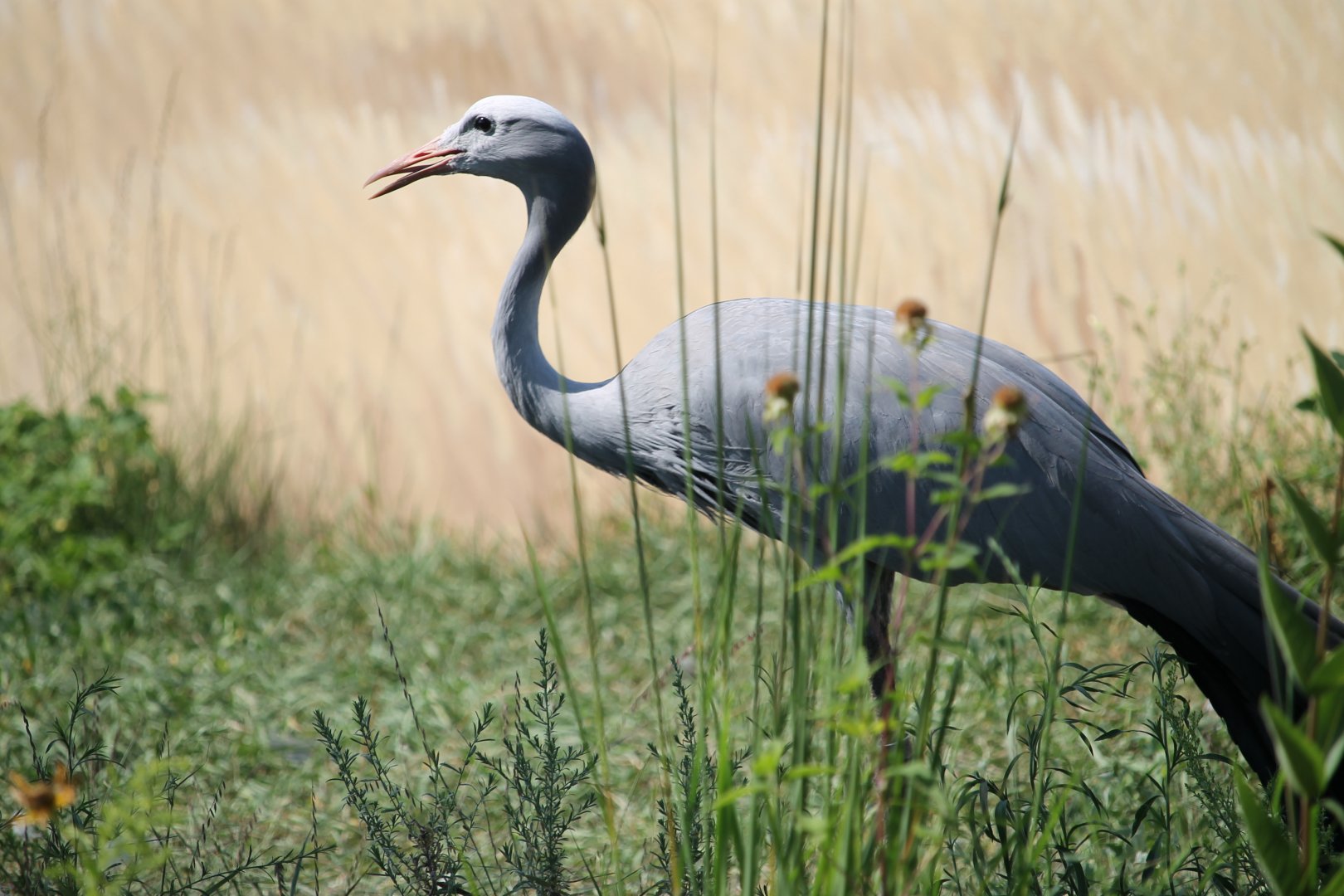 Blue Crane (Anthropoides paradiseus)