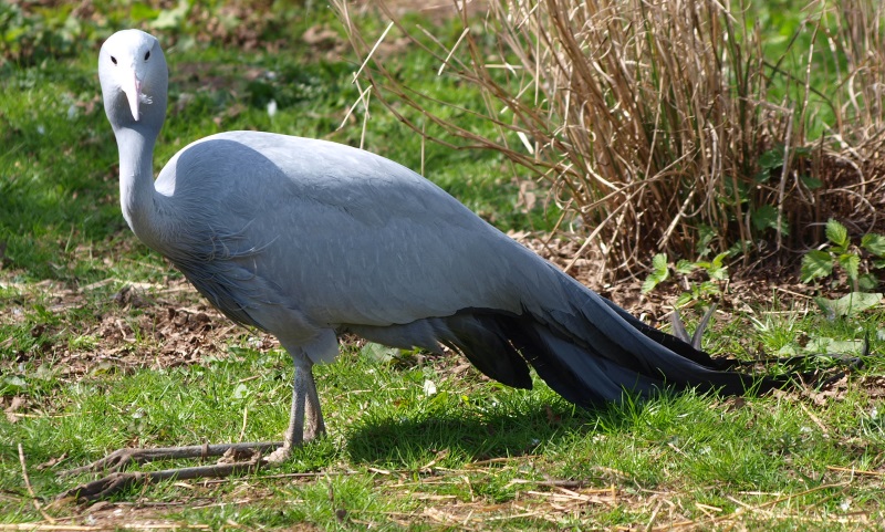 Blue crane (April 19th, 2015)