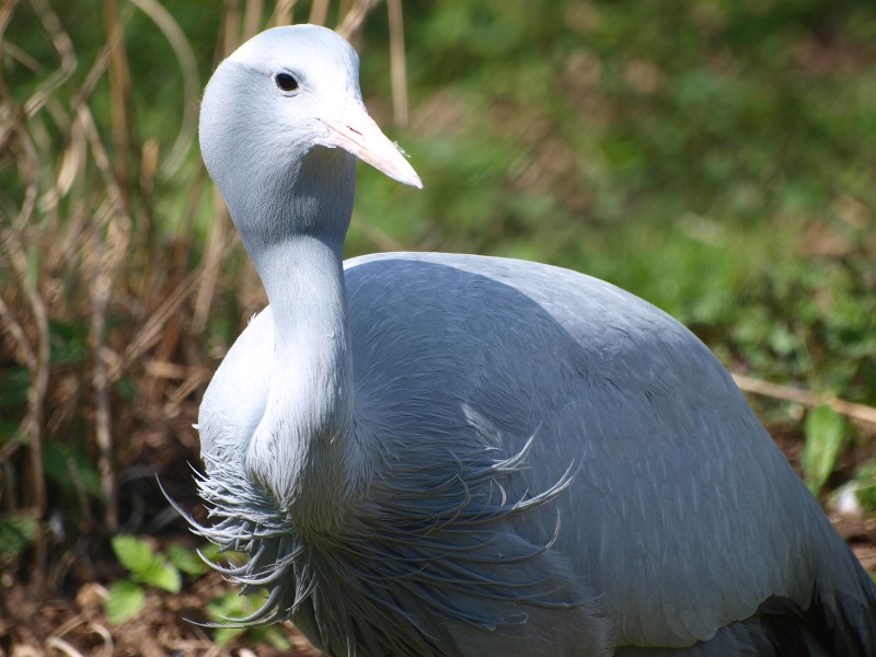 Blue crane (April 19th, 2015)
