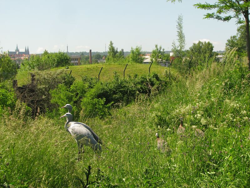Blue crane at Prague zoo