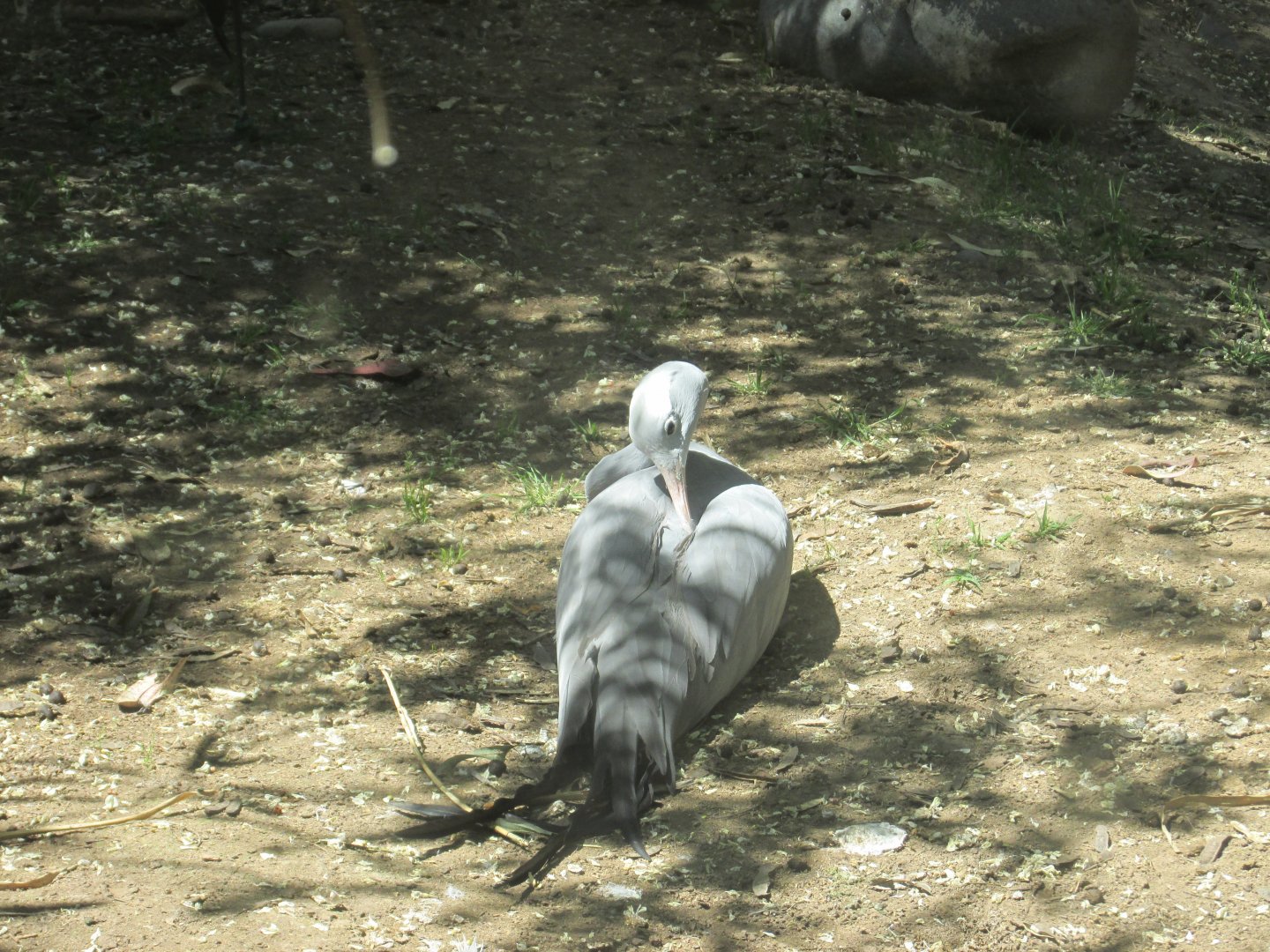 blue crane buin zoo