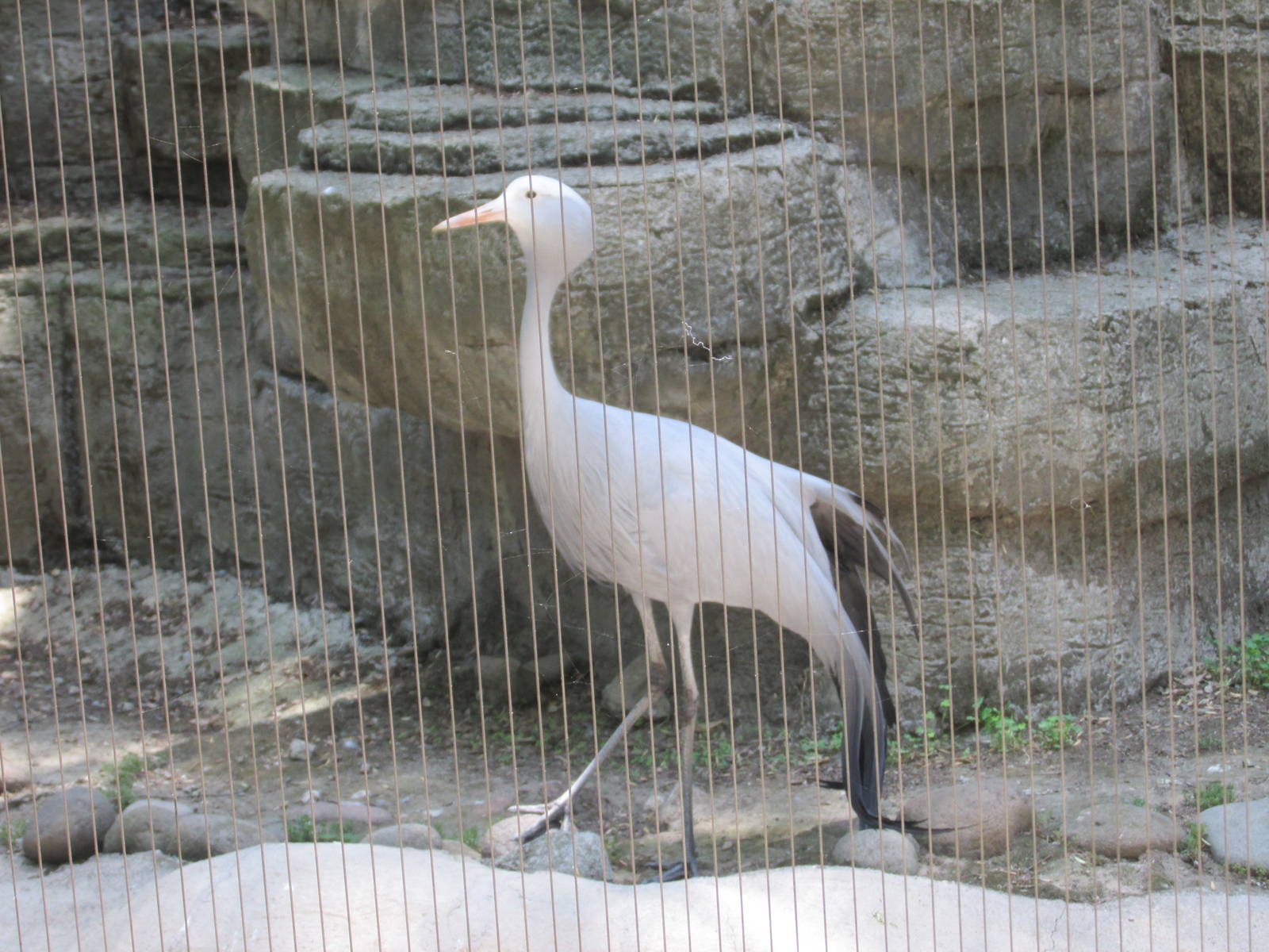 blue crane chapultepec