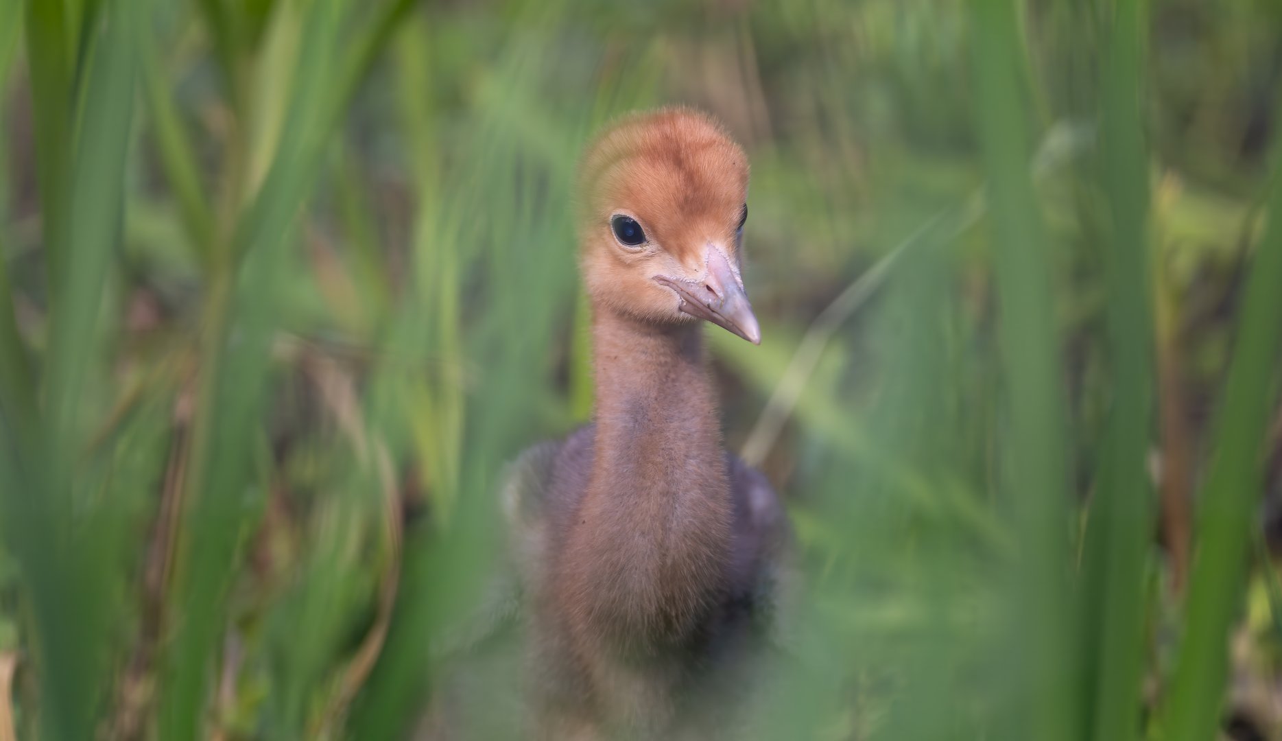Blue crane chick, ZSL Whipsnade, UK