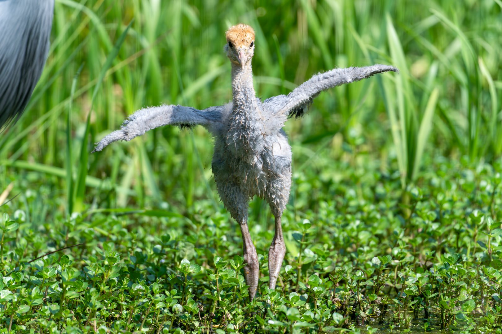 Blue crane chick, ZSL Whipsnade, UK