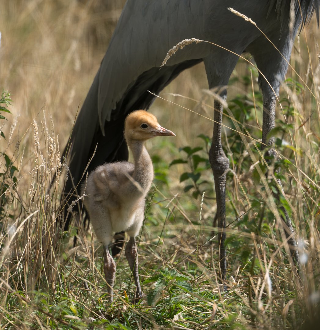 Blue Crane chick, ZSL Whipsnade, UK