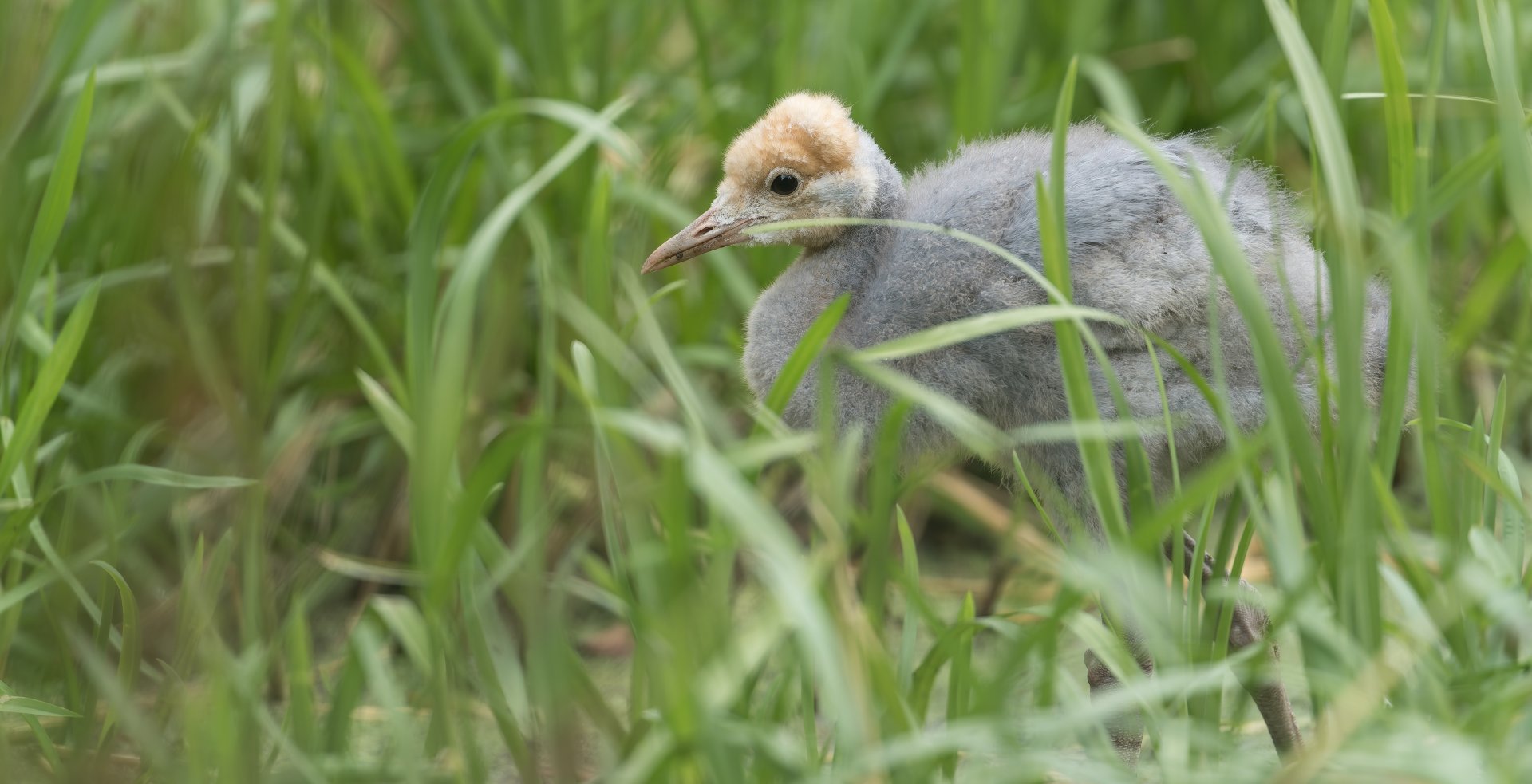Blue Crane chick, ZSL Whipsnade, UK