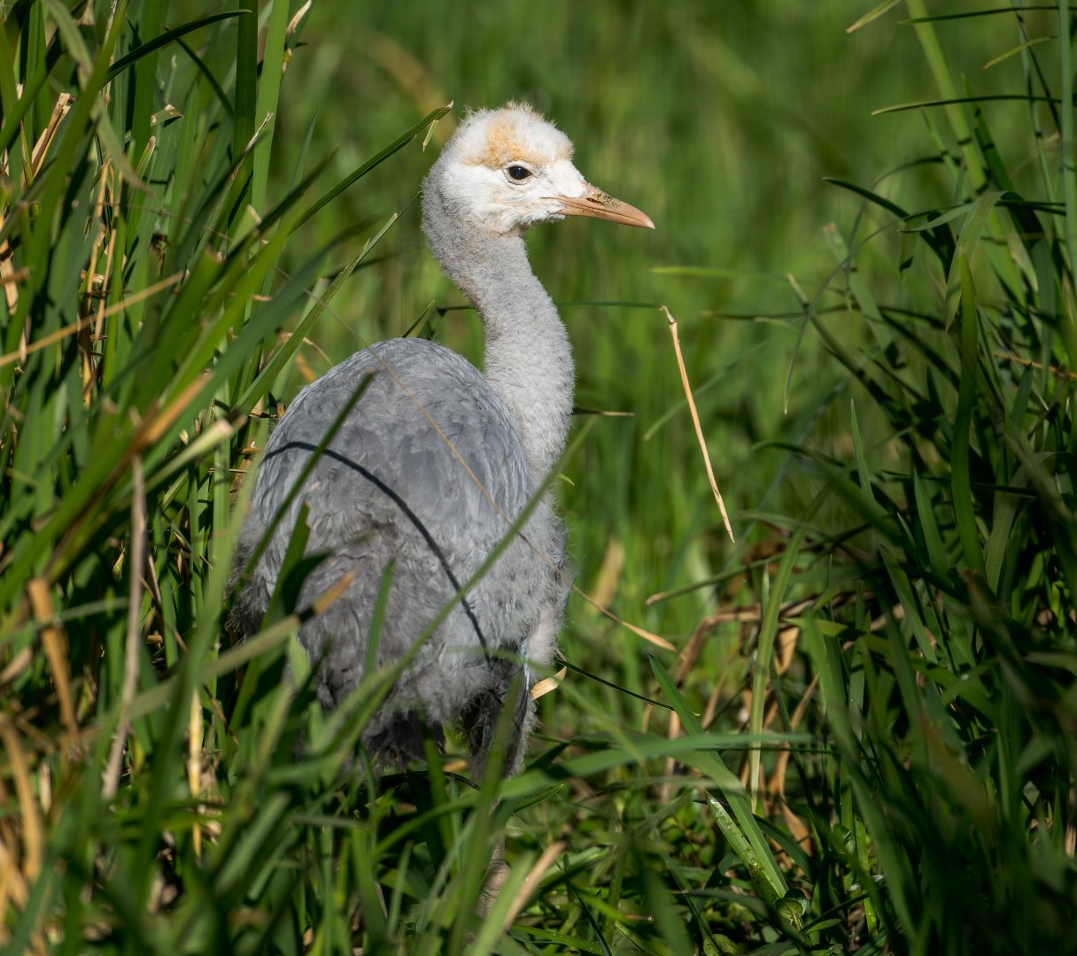 Blue Crane Chick, ZSL Whipsnade, UK